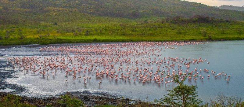 Arusha_National_Park_Momella_Lake_Flamingos_83