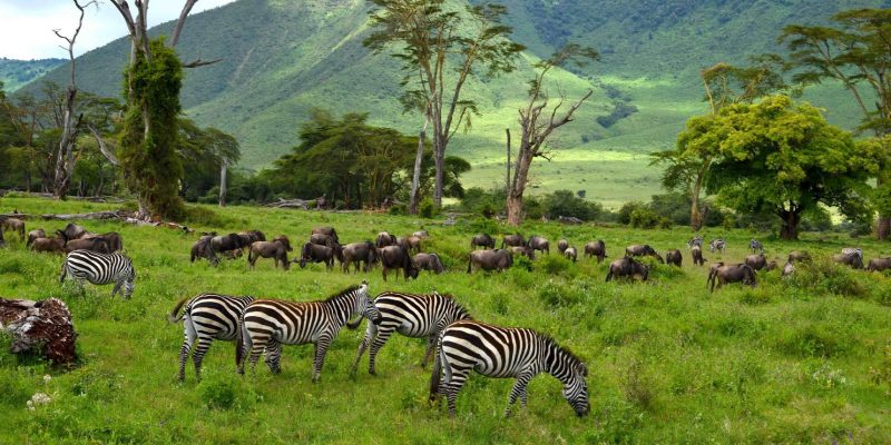 Ngorongoro-Conservation-Area-Authority Ngorongoro-Conservation-Area-Authority