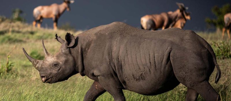 Rhino