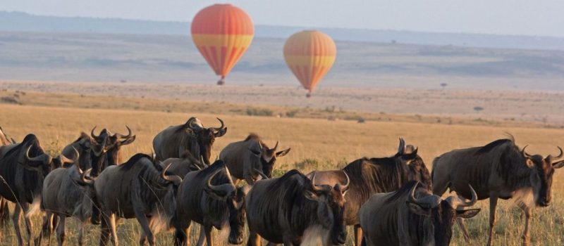 Serengeti-safaris6