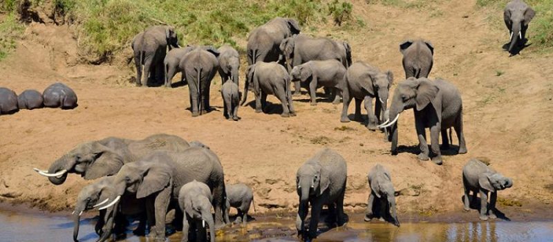Tarangire-National-Park-750x450