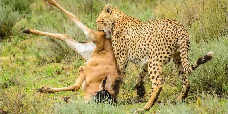 Wildlife-of-Serengeti-National-Park-1200x675