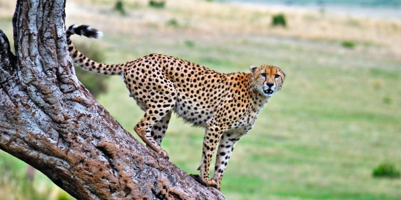 cheetah-serengeti-tanzania (1) cheetah-serengeti-tanzania (1)
