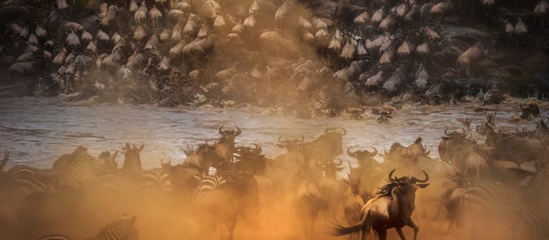 great-migration-serengeti.jpeg
