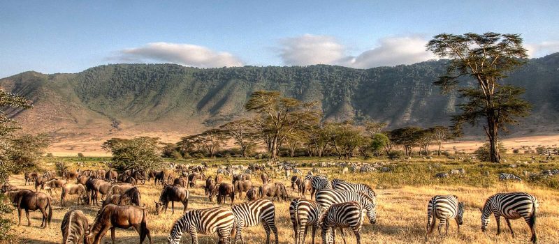 Ngorongoro Crater teems with life.