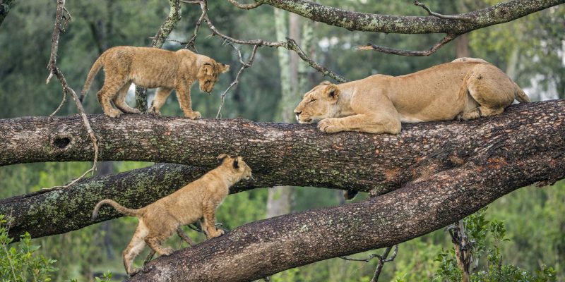 lake-Manyara-national-park-1