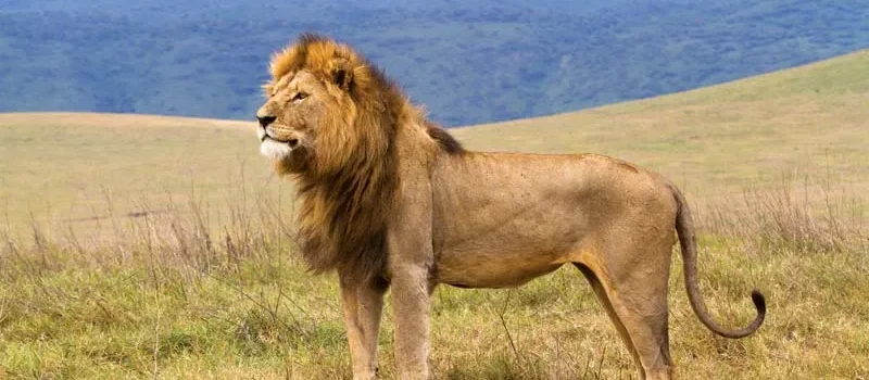 lion-Ngorongoro-Conservation-Area