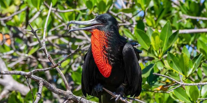magnificent-frigatebird-javier-g magnificent-frigatebird-javier-g