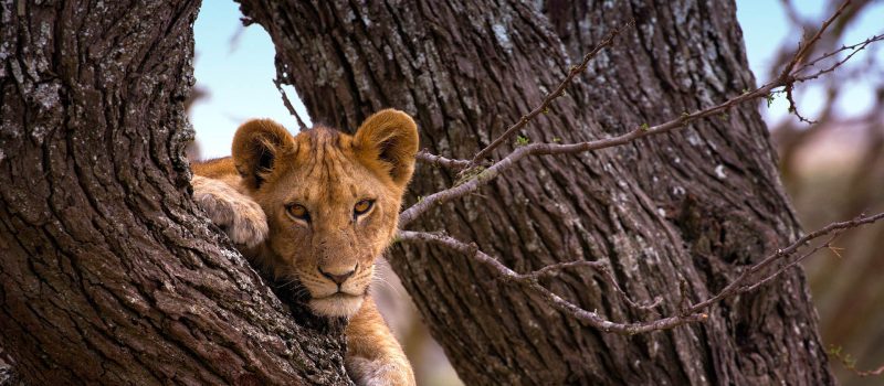 serengeti-national-park-tanzania-national-parks-nasikia-camps-game-drives-tours-tanzania-safaris-africa-lion serengeti-national-park-tanzania-national-parks-nasikia-camps-game-drives-tours-tanzania-safaris-africa-lion
