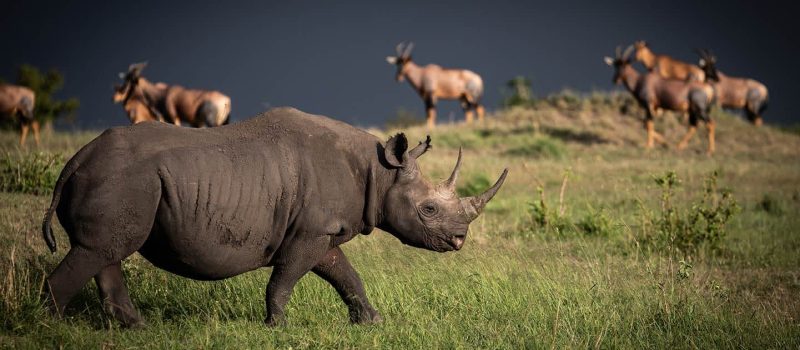wildlife-safari-tanzania-serengeti-black-rhino