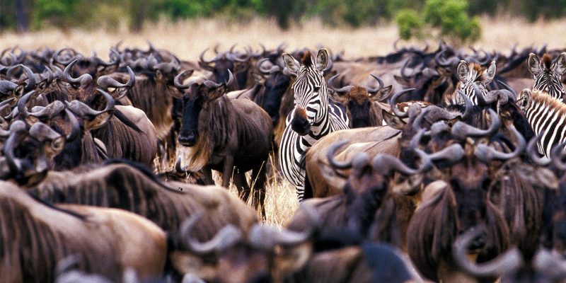 zebra-and-wildebeest-in-east-africa zebra-and-wildebeest-in-east-africa